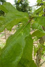 Quercus stellata