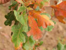 Quercus stellata