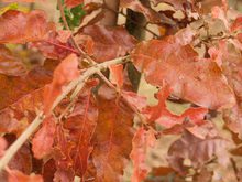 Quercus stellata