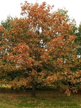 Quercus stellata