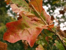 Quercus stellata