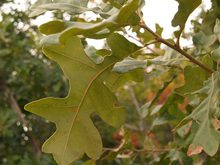 Quercus stellata