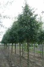 Quercus trojana