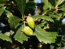 Quercus turneri 'Pseudoturneri'
