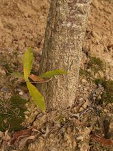 Quercus variabilis