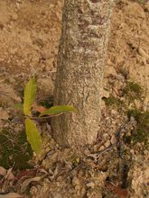 Quercus variabilis