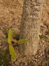 Quercus variabilis