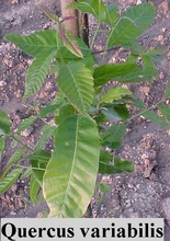 Quercus variabilis