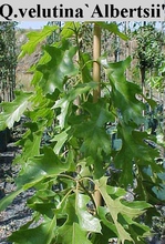 Quercus velutina 'Albertsii'