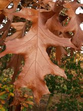 Quercus velutina 'Albertsii'