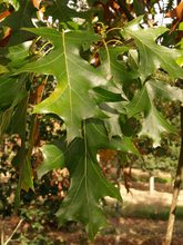 Quercus velutina 'Albertsii'