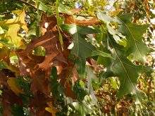 Quercus velutina 'Albertsii'