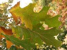 Quercus velutina 'Albertsii'