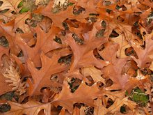 Quercus velutina 'Albertsii'