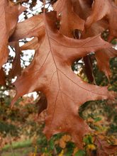 Quercus velutina 'Albertsii'