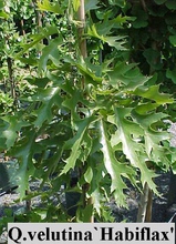 Quercus velutina 'Habiflax'