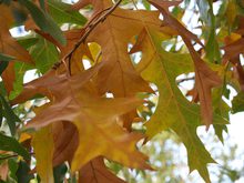 Quercus velutina 'Habiflax'