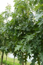 Quercus velutina 'Habiflax'