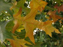 Quercus velutina 'Habiflax'