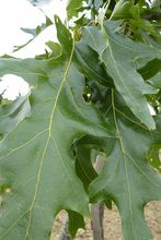 Quercus velutina 'Rubrifolia'