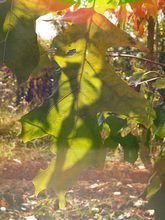 Quercus velutina 'Rubrifolia'