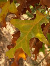 Quercus velutina 'Rubrifolia'