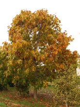 Quercus velutina 'Rubrifolia'