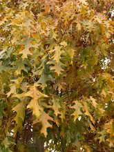 Quercus velutina 'Rubrifolia'