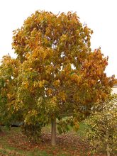 Quercus velutina 'Rubrifolia'