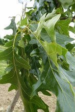 Quercus velutina 'Rubrifolia'