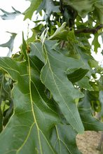 Quercus velutina 'Rubrifolia'