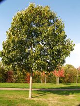 Quercus velutina 'Rubrifolia'