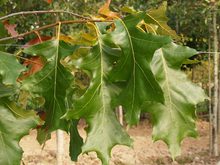 Quercus velutina 'Rubrifolia'