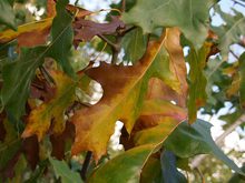 Quercus velutina 'Rubrifolia'