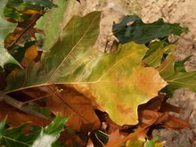 Quercus velutina 'Rubrifolia'
