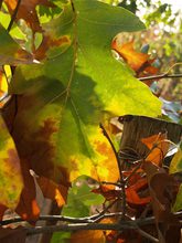 Quercus velutina 'Rubrifolia'