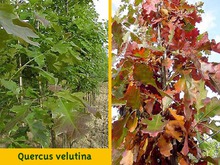 Quercus velutina