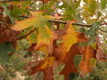 Quercus velutina