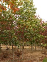 Quercus velutina