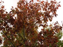 Quercus velutina