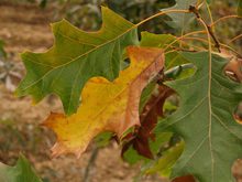 Quercus velutina