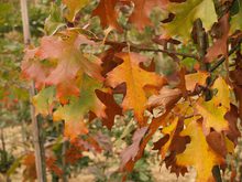 Quercus velutina