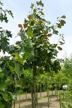 Quercus velutina