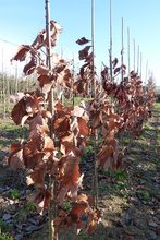 Quercus x 'Pondain'