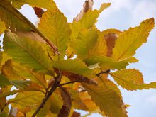 Quercus x 'Pondain'