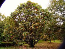 Quercus x 'Pondain'