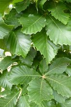 Quercus x 'Pondain'