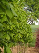 Quercus x 'Pondain'