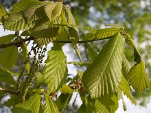 Quercus x 'Pondain'