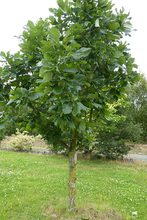 Quercus x 'Pondain'